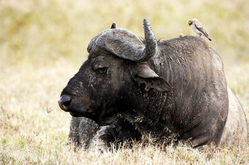 African Buffalo, syncerus caffer, Adult laying on Grass with Wattled starling on its Back, creatophora cinerea, Hell's Gate Park in Kenya
