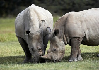 Obraz premium White Rhinoceros, ceratotherium simum, Adults standing on Grass, Nakuru Park in Kenya