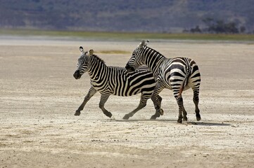 Fototapeta na wymiar Grant's Zebra, equus burchelli boehmi, Adults at Nakuru Lake Park in Kenya