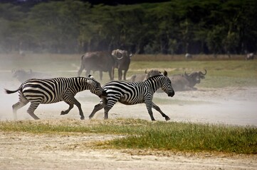 Grant's Zebra, equus burchelli boehmi, Adults at Nakuru Lake Park in Kenya