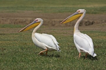 Fototapeta na wymiar Great White Pelican, pelecanus onocrotalus, Pair standing on Grass, Nakuru Lake in Kenya