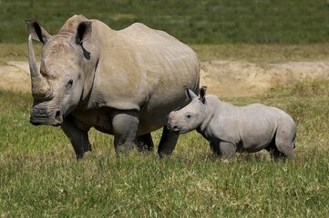 White Rhinoceros, ceratotherium simum, Female with Calf, Nakuru Park in Kenya