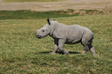 Fototapeta premium White Rhinoceros, ceratotherium simum, Calf standing on Grass, Nakuru Park in Kenya