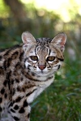 Fototapeta premium Tiger Cat or Oncilla, leopardus tigrinus, Portrait of Adult