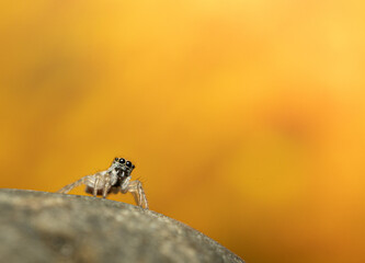 Zebraspringspinne Halekinspringspinne