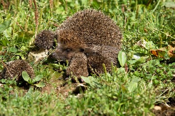 European Hedgehog, erinaceus europaeus, Female with Babies, Normandy