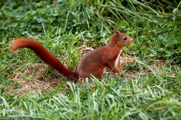 Red Squirrel, sciurus vulgaris, Adult standing on Grass, Normandy