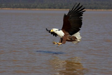 African Fish Eagle, haliaeetus vocifer, Adult in Flight, Fishing, Baringo Lake in Kenya