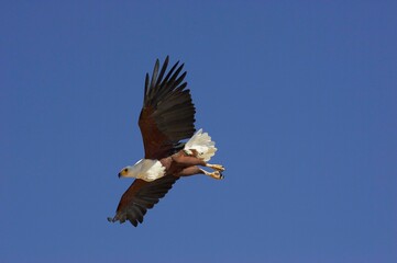 African Fish Eagle, haliaeetus vocifer, Adult in Flight, Baringo Lake in Kenya