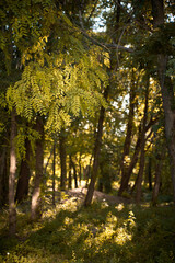 Tree Autumn Fall Acacia Landscape Park Forest Yellow Season Leaves. Saturated evening sunlight
