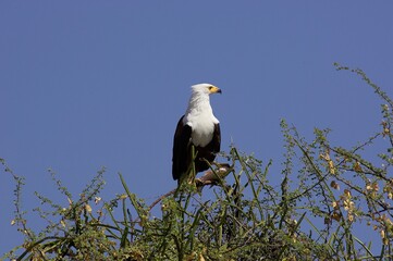 African Fish Eagle, haliaeetus vocifer, Adult perched in Tree, Baringo Lake in Kenya