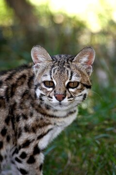 Tiger Cat or Oncilla, leopardus tigrinus, Portrait of Adult