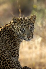 Leopard, panthera pardus, Portrait of Adult, Masai Mara Park in Kenya