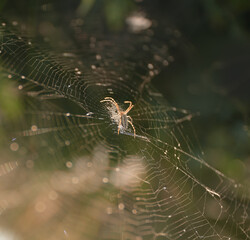 spider on the web waiting for victim. Oxyopes salticus in the nature. Danger lynx spider in the wilds