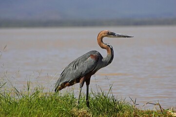 Goliath Heron, ardea goliath, Adult standing near Water, Baringo Lake in Kenya
