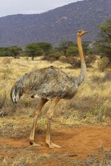 Ostrich, struthio camelus, Female after Dust Bath, Masai Mara Park in Kenya