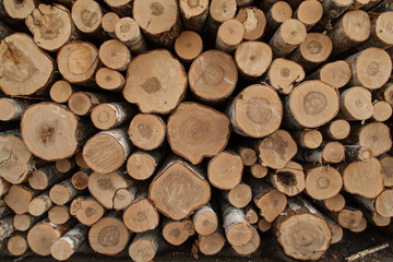 Pile of brich logs texture background