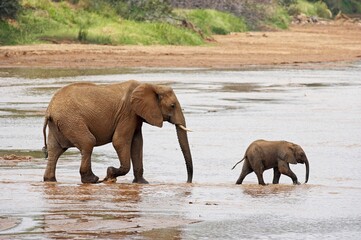 Fototapeta premium African Elephant, loxodonta africana, Female with Calf crossing River, Samburu Park in Kenya