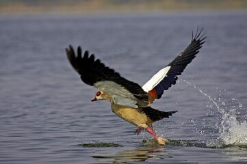 Egyptian Goose, alopochen aegyptiacus, Adult Taking off from Water, Kenya