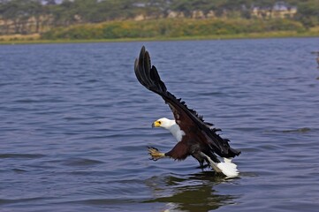 African Fish Eagle, haliaeetus vocifer, Adult in Flight, Fishing, Baringo Lake in Kenya