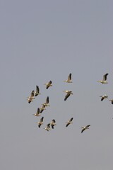 Great White Pelican, pelecanus onocrotalus, Group in Flight, Colony at Nakuru Lake in Kenya