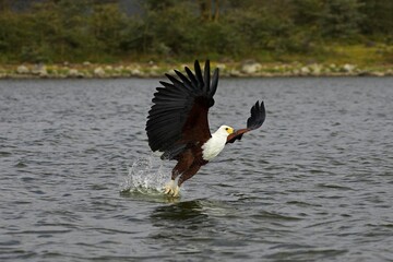 African Fish Eagle, haliaeetus vocifer, Adult in Flight, Fishing, Baringo Lake in Kenya