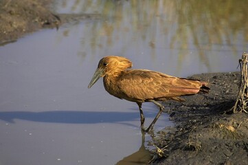 Hamerkop, scopus umbretta, Adult standing in Water, Masai Mara Park in Kenya