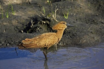 Hamerkop, scopus umbretta, Adult standing in Water, Masai Mara Park in Kenya