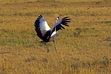 Grey Crowned Crane, balearica regulorum, Adult Landing, Nakuru Park in Kenya