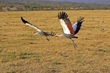 Grey Crowned Crane, balearica regulorum, Pair in Flight, Nakuru Park in Kenya