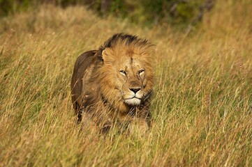 African Lion, panthera leo, Male standing in Dry Grass, Masai Mara Park in Kenya