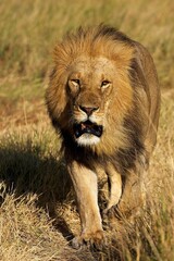 African Lion, panthera leo, Male standing on Dry Grass, Masai Mara Park in Kenya