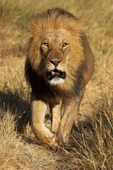 African Lion, panthera leo, Male walking on Dry Grass, Masai Mara Park in Kenya