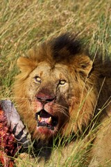 African Lion, panthera leo, Male eating a Zebra Kill, Masai Mara Park in Kenya