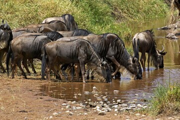 Fototapeta premium Blue Wildebeest, connochaetes taurinus, Herd migrating, Drinking at River, Masai Mara Park in Kenya