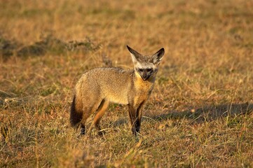 Bat Eared Fox, otocyon megalotis, Adult standing on Dry Grass, Masai Mara Park