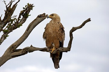 Tawny Eagle, aquila rapax, Adult standing on Branch, Masai Mara Park in Kenya