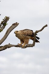 Tawny Eagle, aquila rapax, Adult standing on Branch, Masai Mara Park in Kenya
