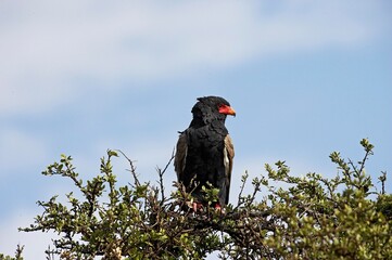 Bateleur Eagle, terathopius ecaudatus, Adult perched on the top of Tree, Masai Mara Park in Kenya