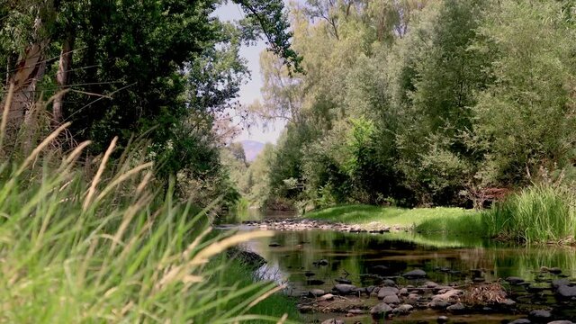 Summer Stream with Cicadas at Sorgente Su Gologone, Sardinia, Italy (4K)