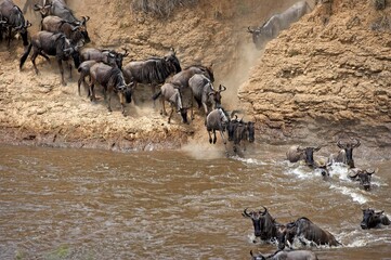 Blue Wildebeest, connochaetes taurinus, Herd migrating, Crossing Mara River, Masai Mara Park in Kenya