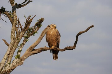 Tawny Eagle, aquila rapax, Adult standing on Branch, Masai Mara Park in Kenya