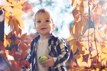 Small boy in checkered shirt with green apple in autumn garden
