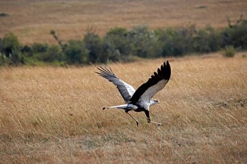 Secretary Bird, sagittarius serpentarius, Adult Taking off, Masai Mara Park in Kenya