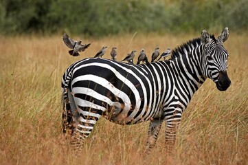 Burchell's Zebra, equus burchelli, Adult with Wattled starling on its Back, creatophora cinerea, Masai Mara Park in Kenya