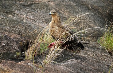 Tawny Eagle, aquila rapax, Adult with Kill, Masai Mara Park in Kenya