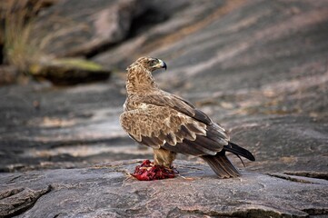 Tawny Eagle, aquila rapax, Adult with Kill, Masai Mara Park in Kenya