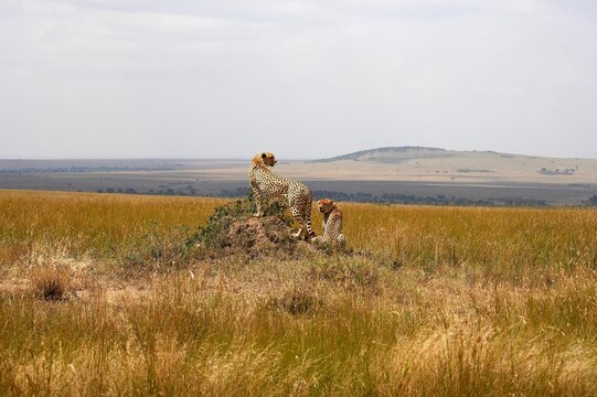 Cheetah, acinonyx jubatus, Pair on Termite Hill, Looking around, Masai Mara Park in Kenya