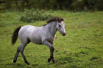 Obraz na płótnie Canvas Connemara Pony, Foal walking in Paddock