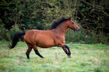 Connemara Pony, Adult Galloping in Paddock